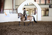Class 124 Morgan Hunter Pl Maiden Horse