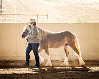 Gypsy Horse Halter