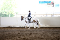 Class 154 Gypsy Dressage Suitability