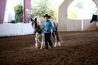 Class 65 Gypsy Mares 2-3 Years & Under