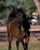 AgracedRS18_4568