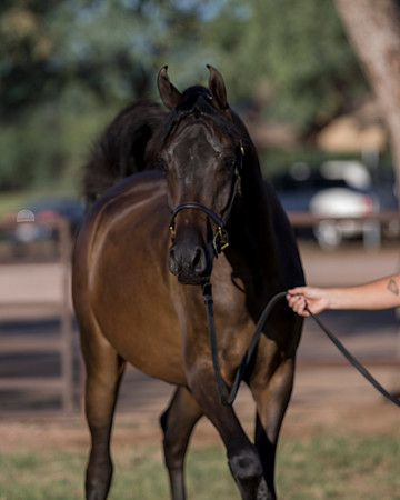 AgracedRS18_4568