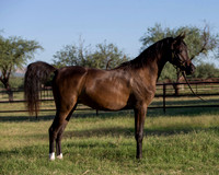 AgracedRS18_4588