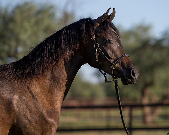 AgracedRS18_4591