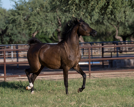 AgracedRS18_4691
