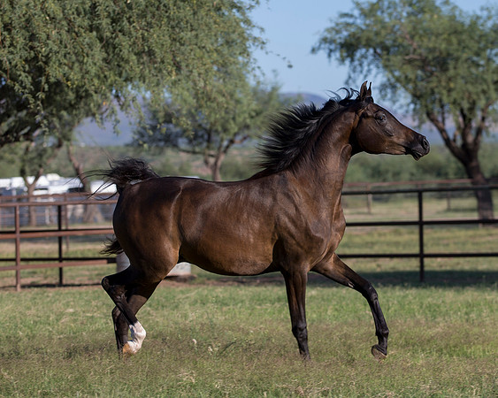 AgracedRS18_4694