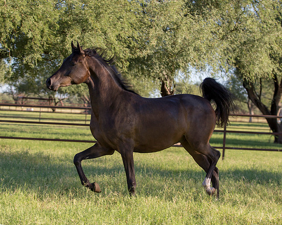 AgracedRS18_4740