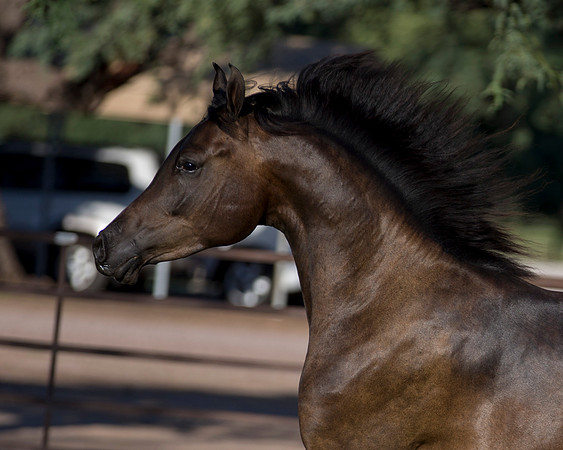 AgracedRS18_4752