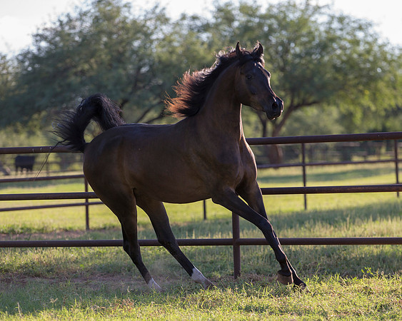 AgracedRS18_4779