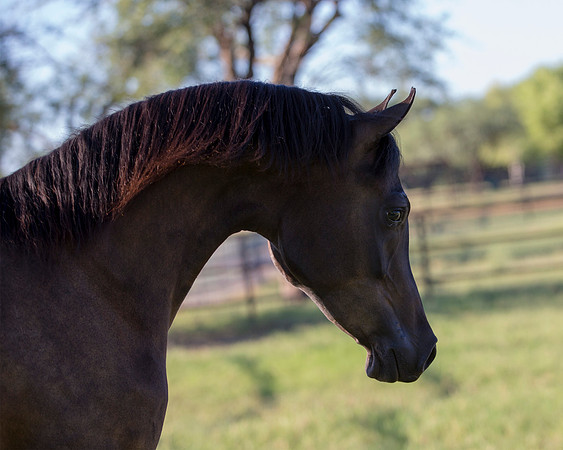 AgracedRS18_4816