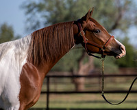 TexasTwoStepRS18_5283