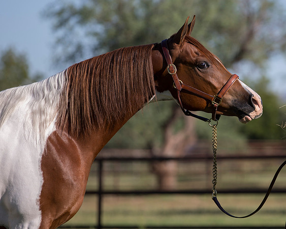 TexasTwoStepRS18_5283