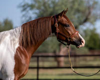 Texas Two Step RS