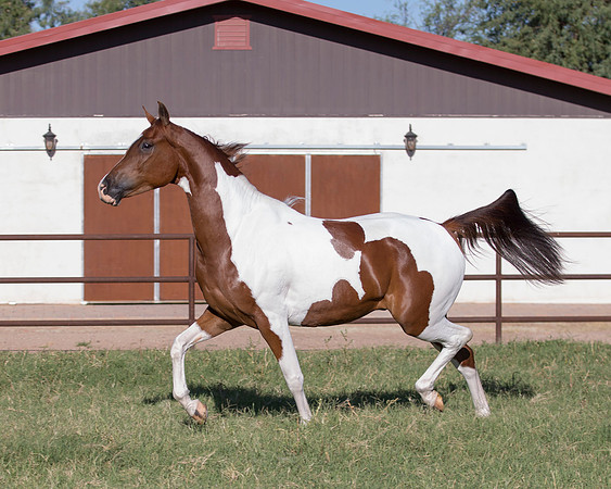 TexasTwoStepRS18_5303