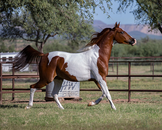 TexasTwoStepRS18_5345
