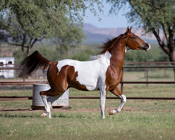 TexasTwoStepRS18_5346