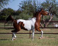 TexasTwoStepRS18_5349