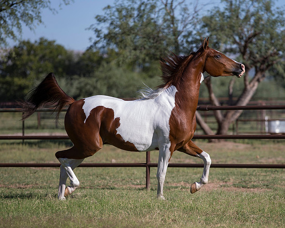 TexasTwoStepRS18_5349