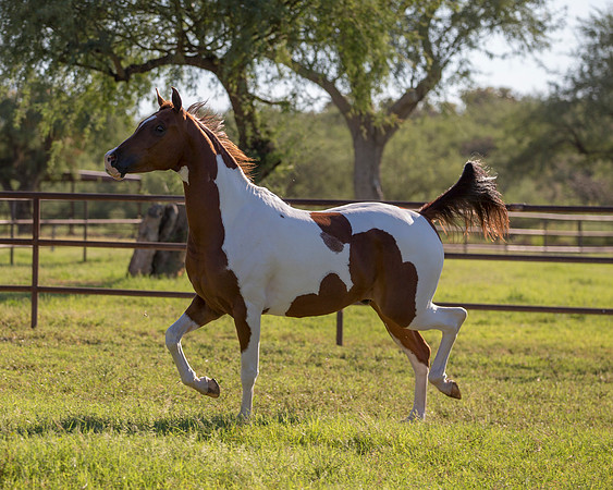 TexasTwoStepRS18_5391