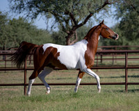 TexasTwoStepRS18_5401
