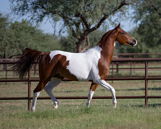 TexasTwoStepRS18_5401