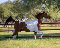 TexasTwoStepRS18_5406
