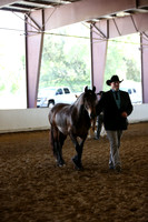 Class 71  Gypsy Cross  Mares/Filly's All Ages