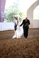 Class 74  Gypsy Stallions 4-5 Years Old