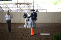 Class 76 Gypsy Stallions 6 Years Old and Over