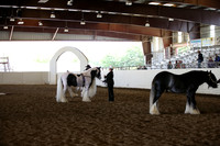 Class 80 Gypsy Stallion Championship Class