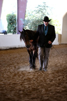 Class 84 Gypsy  Cross Supreme Halter Championship
