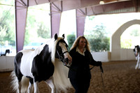Class 85 Gypsy Bred in North America