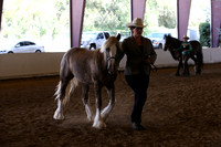 Class 88 Gypsy Solid Color Mares All Ages
