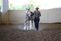 Class 89 Gypsy Solid Color Stallions & Geldings All Ages