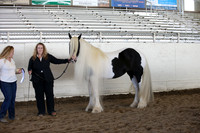 Class 90 Gypsy Broken Color Mares, All Ages