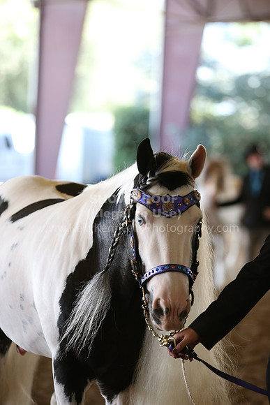 MLMH_2018_2960