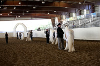 Class 91 Gypsy Broken Colore Stallions & Geldings All Agres