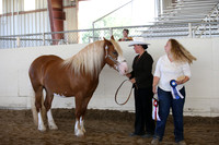 Class 92 Gypsy Cross Color, All Ages All Sexes