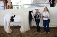 Class 93 Gypsy Youth Halter Mares & Geldings Only
