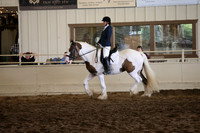Class 164  Gypsy Dressage suitability under Saddle WTC-Open
