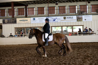 Class 169 Gypsy Cross Dressage Suitability Under Saddle WT-Open