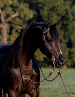 RSTx18_0207
