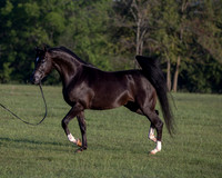 RSTx18_0582