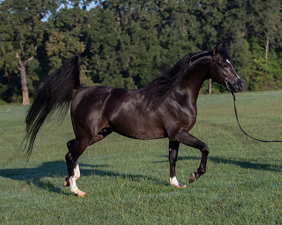 RSTx18_0650