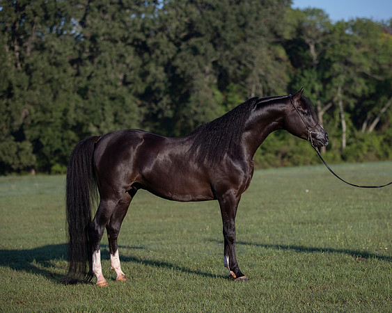 RSTx18_0742