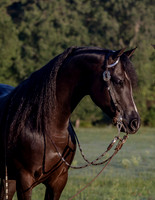 2018 Rancho Sonado