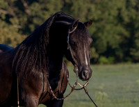 RSTx18_0216