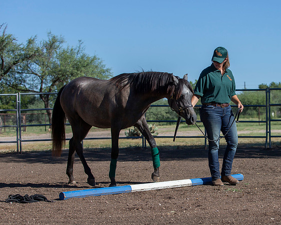 RS_Training_2528