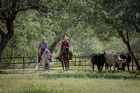 Cow Sorting