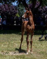 ShermanRanch0524_2764